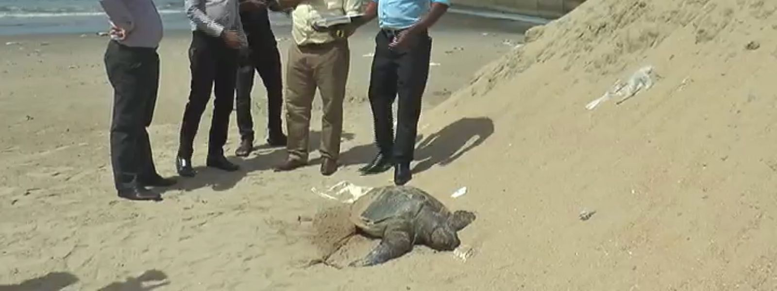 Investigation on turtle carcasses washing ashore